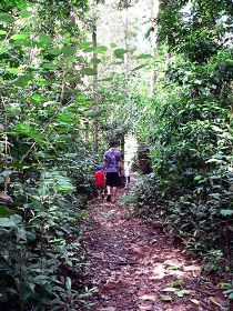 Malanda Falls Rainforest Walk, Malanda Falls Conservation Park - Accommodation Perth 0