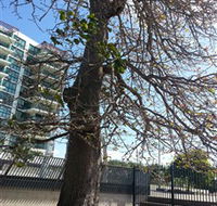 The Leichhardt Tree - Accommodation Perth