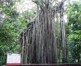 Curtain Fig National Park - Perth Resorts 0