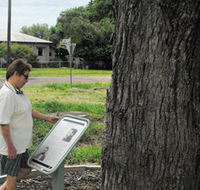 Augathella Kenniff Tree - Accommodation Perth