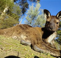 Ballarat Wildlife Park - Accommodation Perth