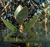 Jawbone Marine Sanctuary - Accommodation Perth