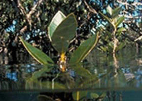 Jawbone Marine Sanctuary - Perth Resorts 0