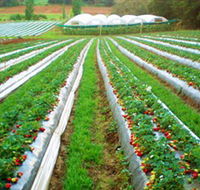 Kookaberry Strawberry Farm