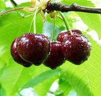 Red Hill Cherry Farm - Accommodation Perth