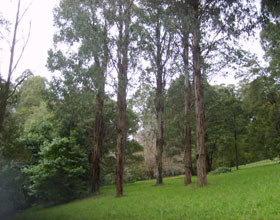 Mount Dandenong Arboretum - Accommodation Perth 0