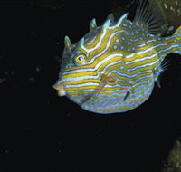 Mushroom Reef Marine Sanctuary - Accommodation Perth