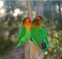 Ballarat Bird World - Accommodation Perth