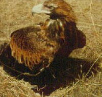 Long Forest Nature Conservation Reserve - Accommodation Perth