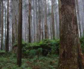 Kinglake VIC Accommodation Perth