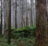 Kinglake National Park - Accommodation Perth