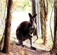 Great Ocean Road Wildlife Park - Accommodation Perth