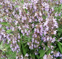 Otway Herbs