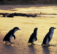 Phillip Island Nature Park - Accommodation Perth