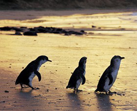 Phillip Island Nature Park - Perth Resorts 0