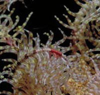 Point Danger Marine Sanctuary - Accommodation Perth