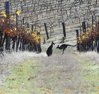 Blue Pyrenees Estate - Accommodation Perth