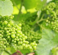 Waratah Hills Vineyard - Accommodation Perth