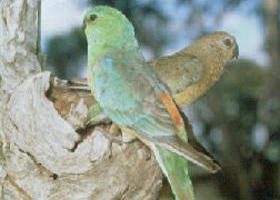 Rainbow VIC Accommodation Perth