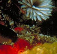 Point Cooke Marine Sanctuary - Perth Resorts