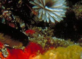 Point Cooke Marine Sanctuary - Perth Resorts 0