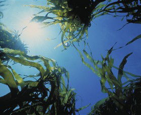 Marengo Reefs Marine Sanctuary - Accommodation Perth 0