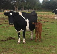 Animal Land Children's Farm - Accommodation Perth