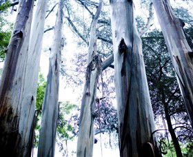 Dandenong Ranges National Park - Perth Resorts 0