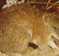 The Pines Flora and Fauna Reserve - Accommodation Perth