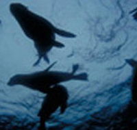 The Arches Marine Sanctuary - Accommodation Perth