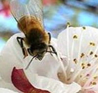 Clayridge Honey - Accommodation Perth