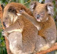 Shoalhaven Zoo - Accommodation Perth