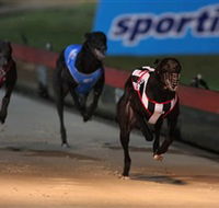 Dapto Dogs - Accommodation Perth