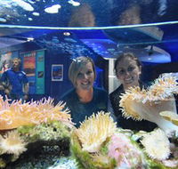 Solitary Islands Aquarium - Accommodation Perth
