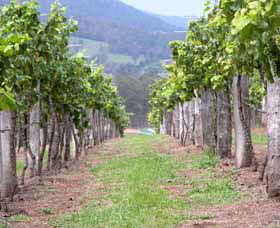 Villa D Esta Vineyard - Accommodation Perth 1