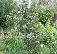 Tombstone Estate Vineyard - Accommodation Perth