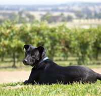 Moothi Estate Vineyard and Cellar Door - Accommodation Perth