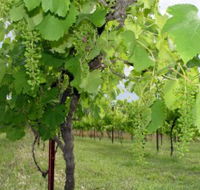 Holland Wines - Accommodation Perth