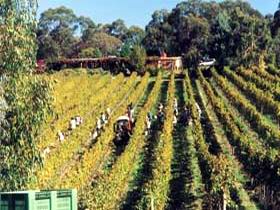 Mt Lofty Ranges Vineyard - Accommodation Perth 1