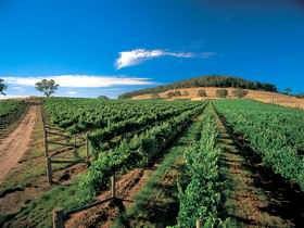 Thorn-Clarke Wines - Accommodation Perth 1