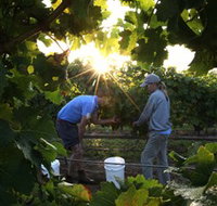 Oakdene Vineyards Restaurant and Cellar Door - Accommodation Perth