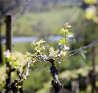 Stonier Wines - Accommodation Perth