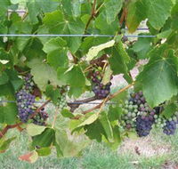 Dinny Goonan Wines - Accommodation Perth