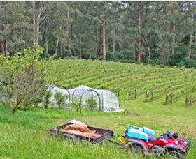 Peveril Vineyard/Beechy Berries - Accommodation Perth 1