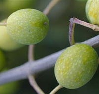 Montalto Vineyard and Olive Grove - Accommodation Perth