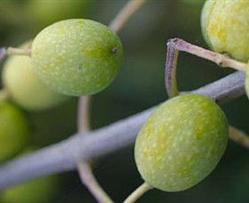 Montalto Vineyard And Olive Grove - Accommodation Perth 0