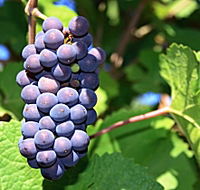 Tinderbox Vineyard - Accommodation Perth
