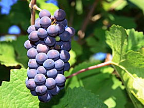Tinderbox Vineyard - Accommodation Perth 0