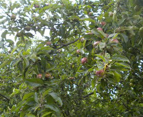 Tin Shed Cider - Perth Resorts 1