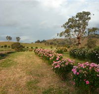 Damasque Rose Oil Farm - Accommodation Perth
